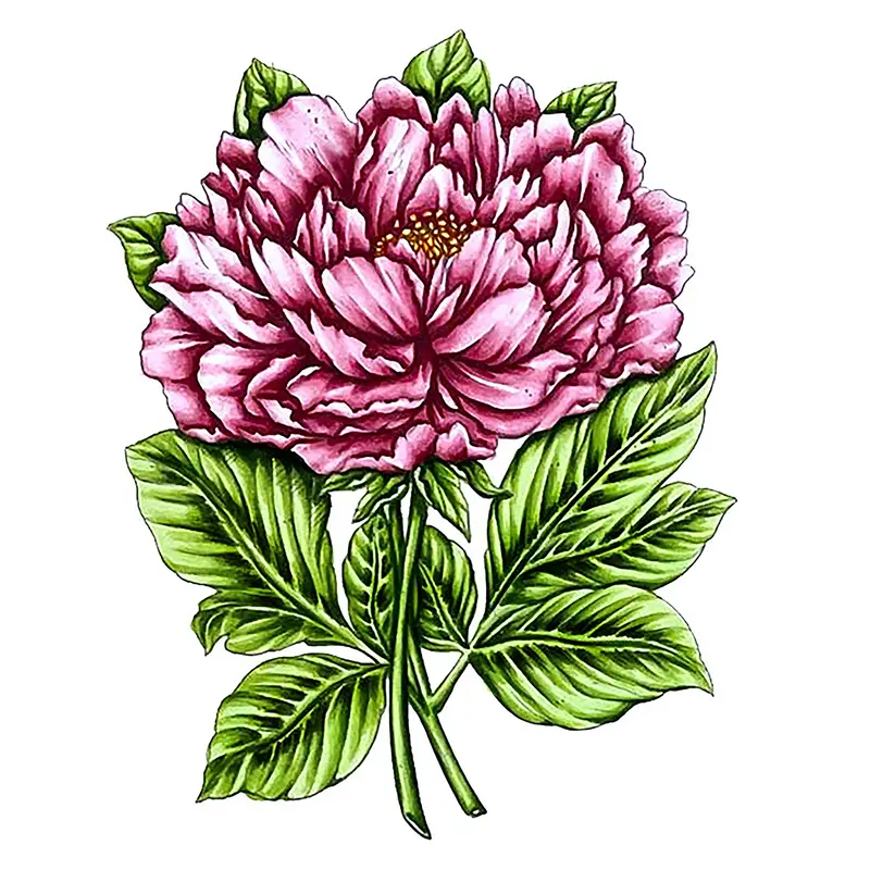 Vintage Blooms Stamp And Colour Set, Peony- 5Pc 1